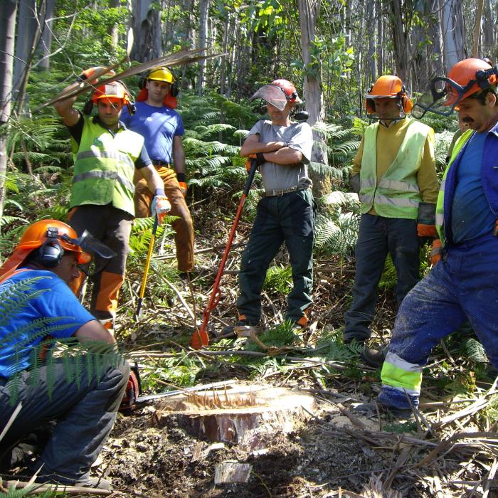 Curso para la prevención en trabajos forestales